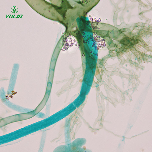 真菌、接合菌植物病理玻片