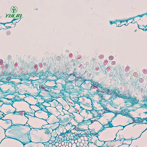 擔(dān)子菌、半知菌植物病理玻片